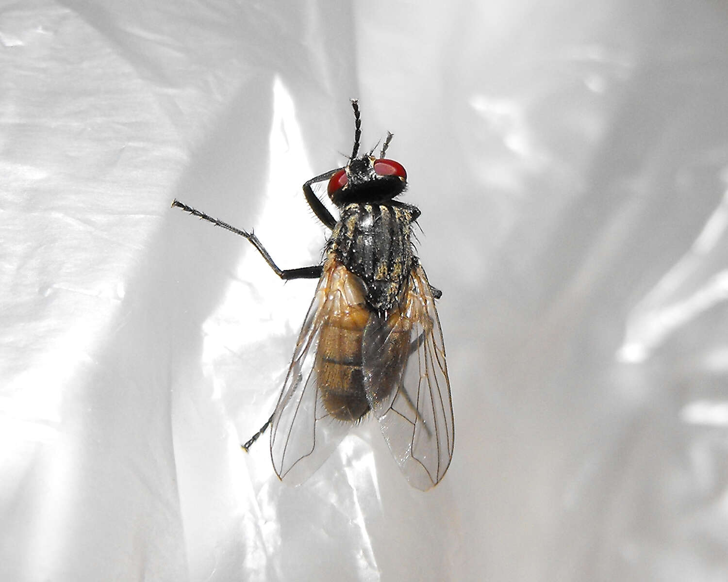 Image of house fly