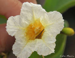 Image of Cordia rufescens A. DC.