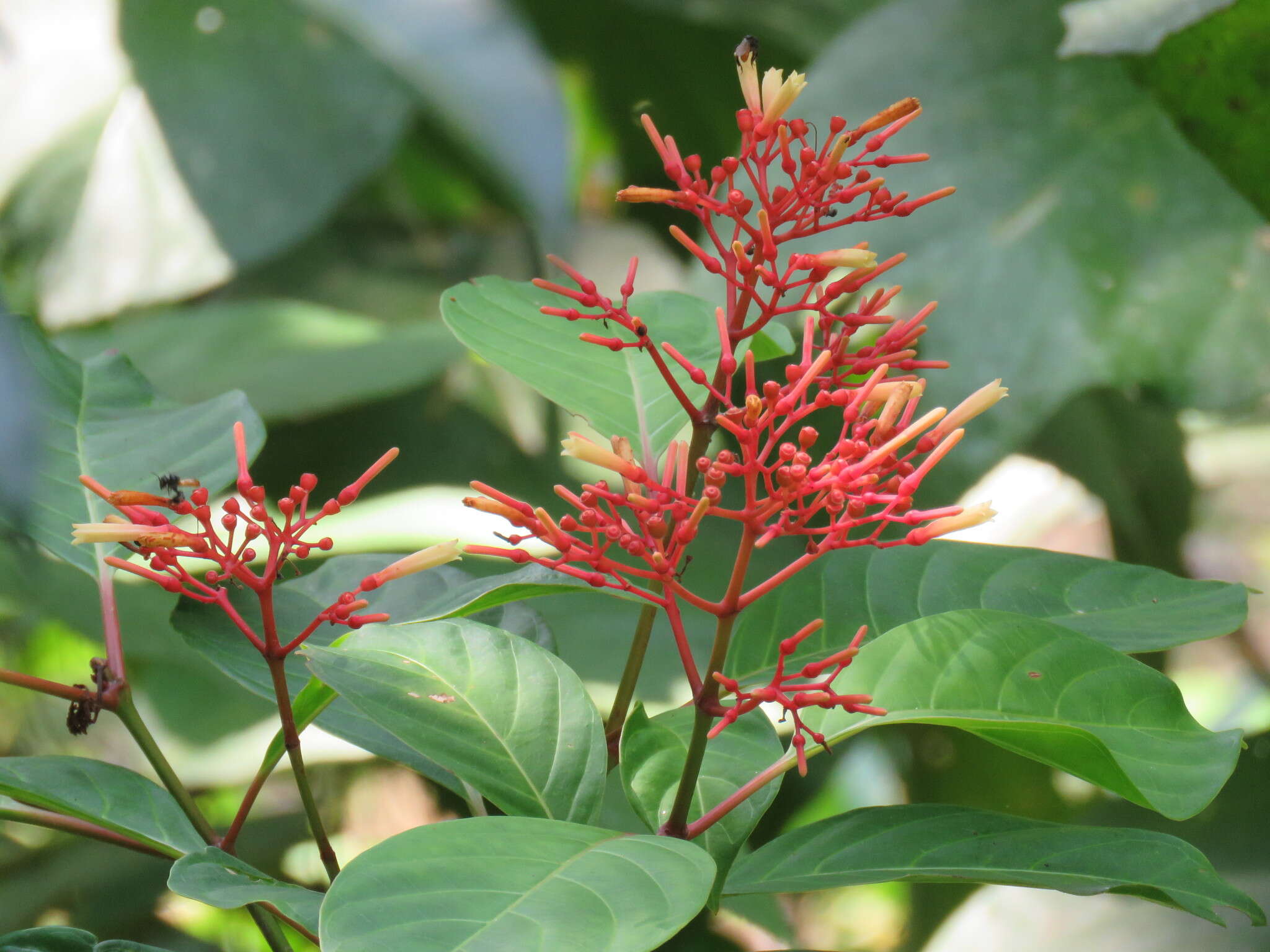 Image of Hamelia longipes Standl.