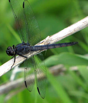 Libellula incesta Hagen 1861 resmi