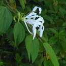 Image of Bauhinia tarapotensis Benth.