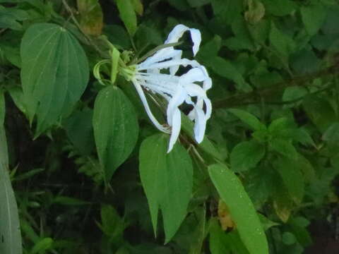 Image of Bauhinia tarapotensis Benth.