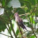 Image of Amethyst-throated Hummingbird