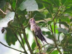 Image of Amethyst-throated Hummingbird