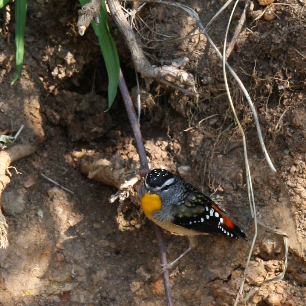 Imagem de Pardalotus punctatus (Shaw 1792)