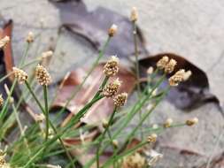 Plancia ëd Eleocharis geniculata (L.) Roem. & Schult.