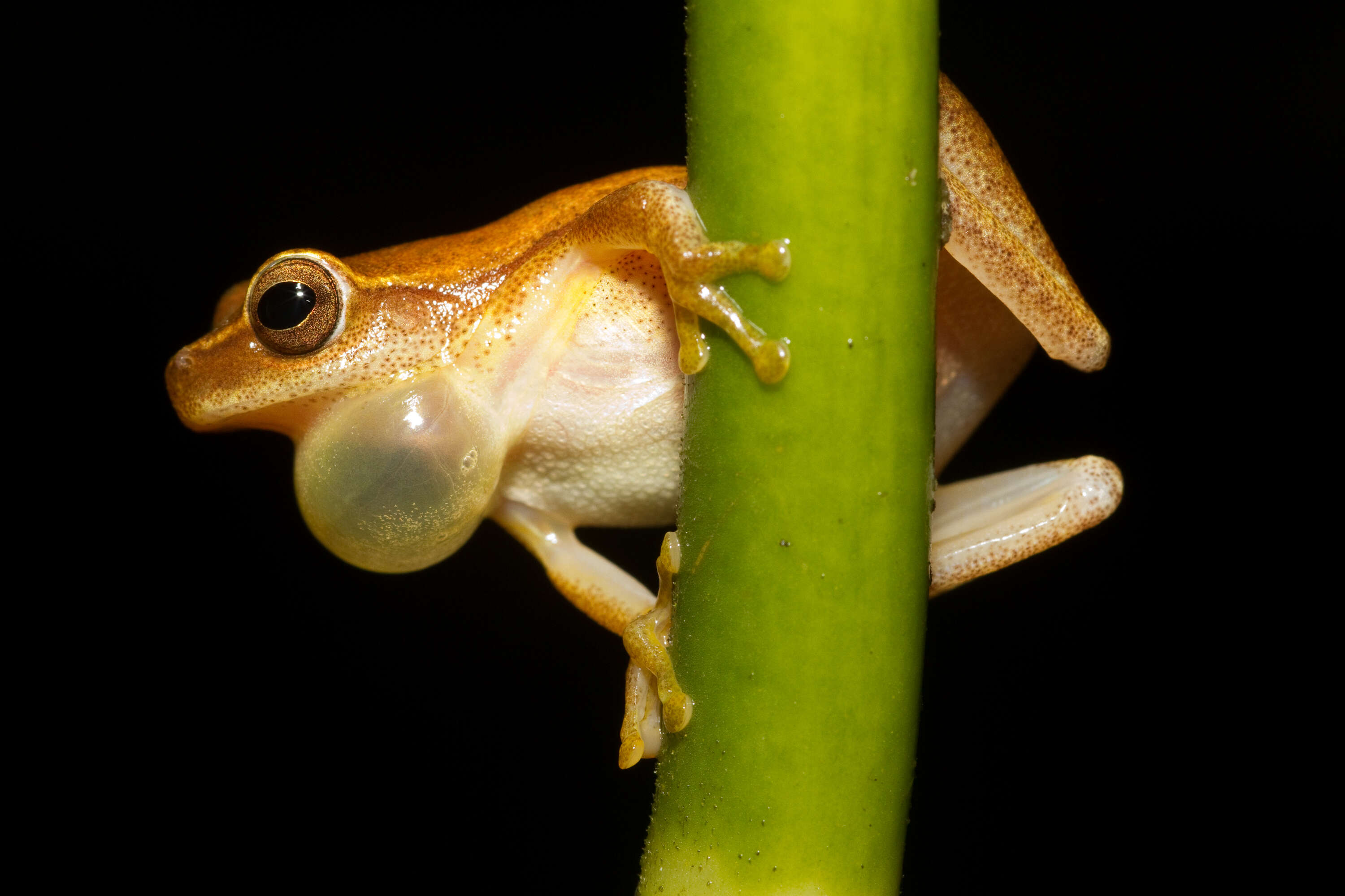 Image of Small-headed Treefrog