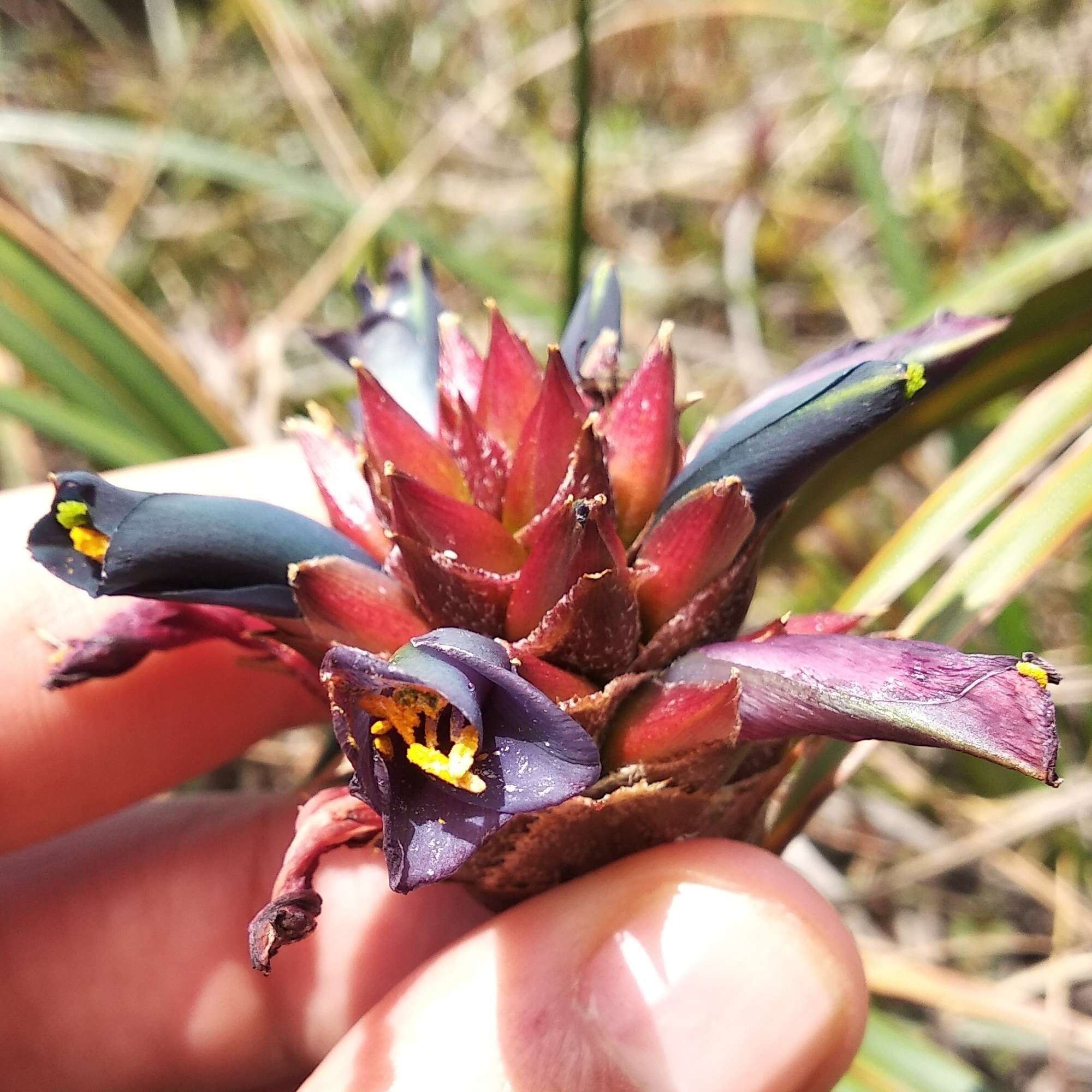 Image of Puya eryngioides André