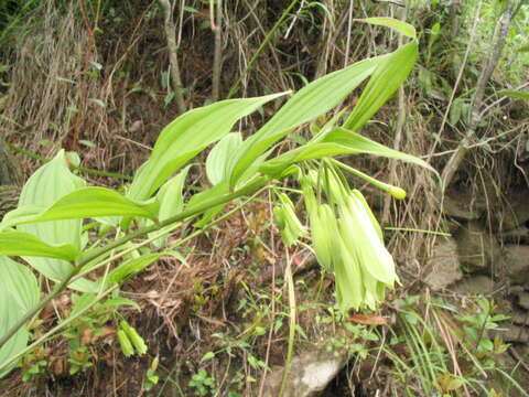 Image de Disporum cantoniense (Lour.) Merr.