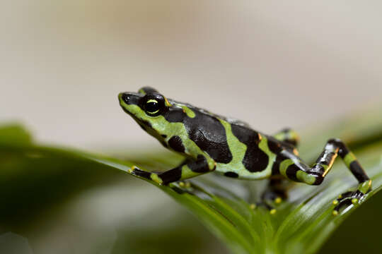 Image of Harlequin frog