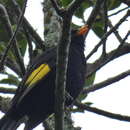 Image of Black-and-gold Cotinga