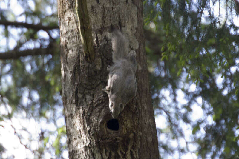 Image of Old World flying squirrel