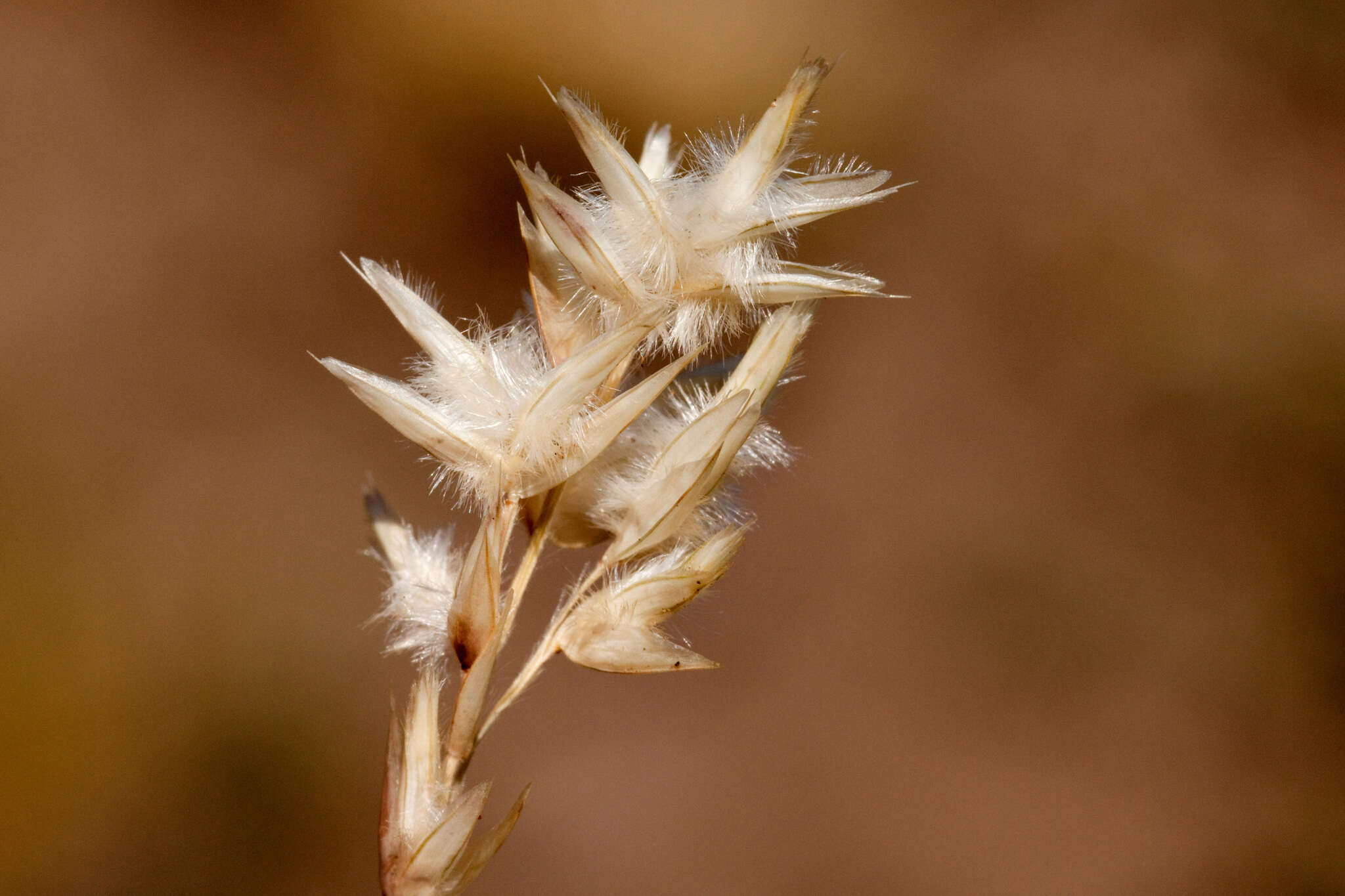 Image of shortleaf woollygrass