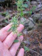 Image of slender false pennyroyal