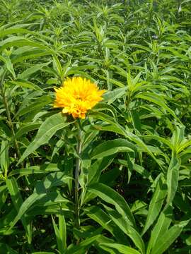 Image of sawtooth sunflower