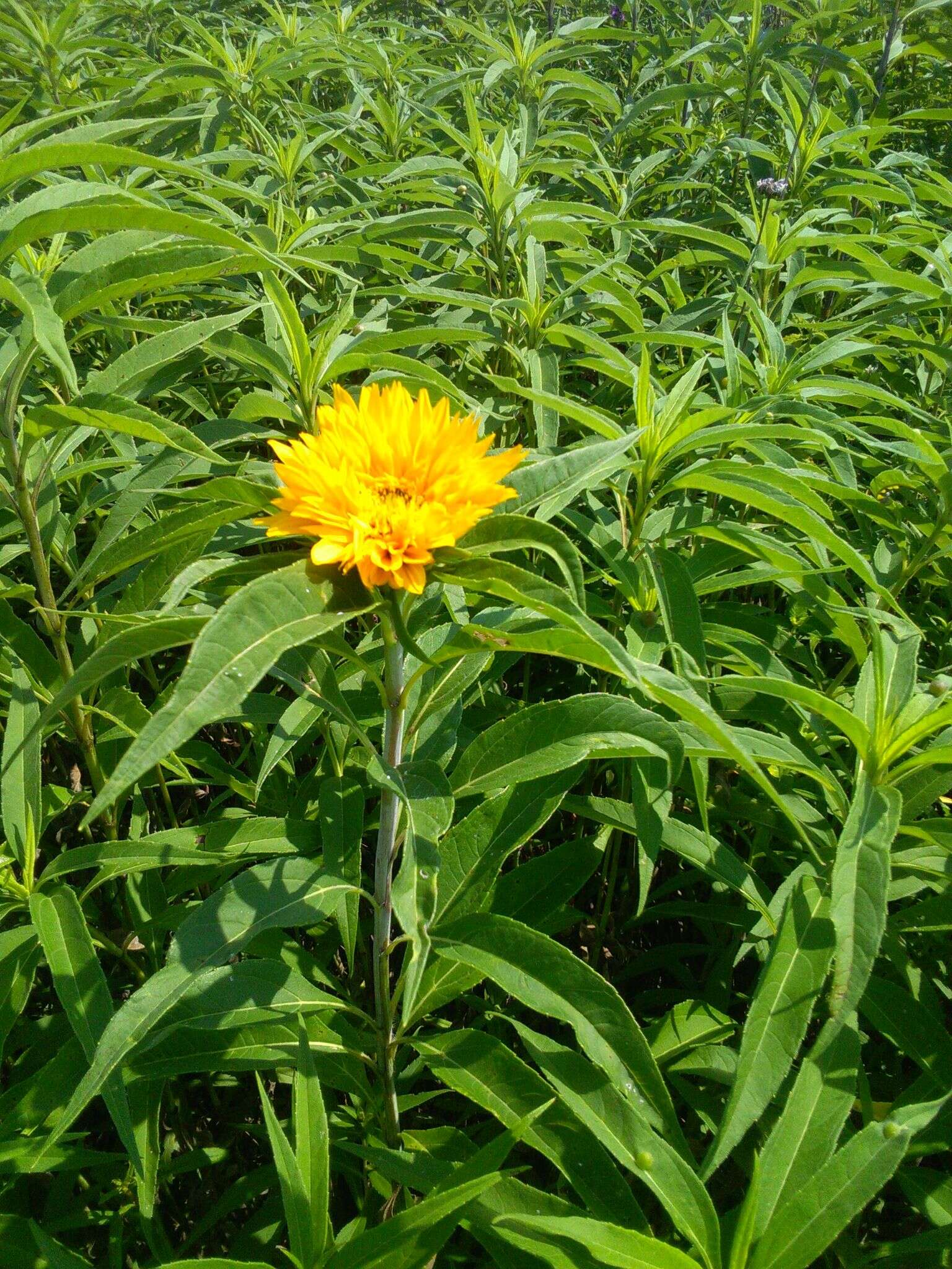 Sivun Helianthus grosseserratus M. Martens kuva