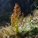 Image of Sceptridium australe subsp. australe