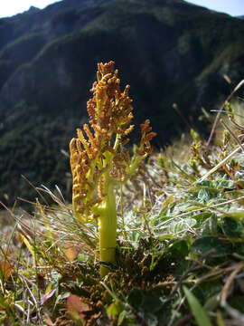 Image of Sceptridium australe subsp. australe