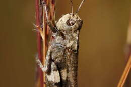 Image of Clouded Grasshopper