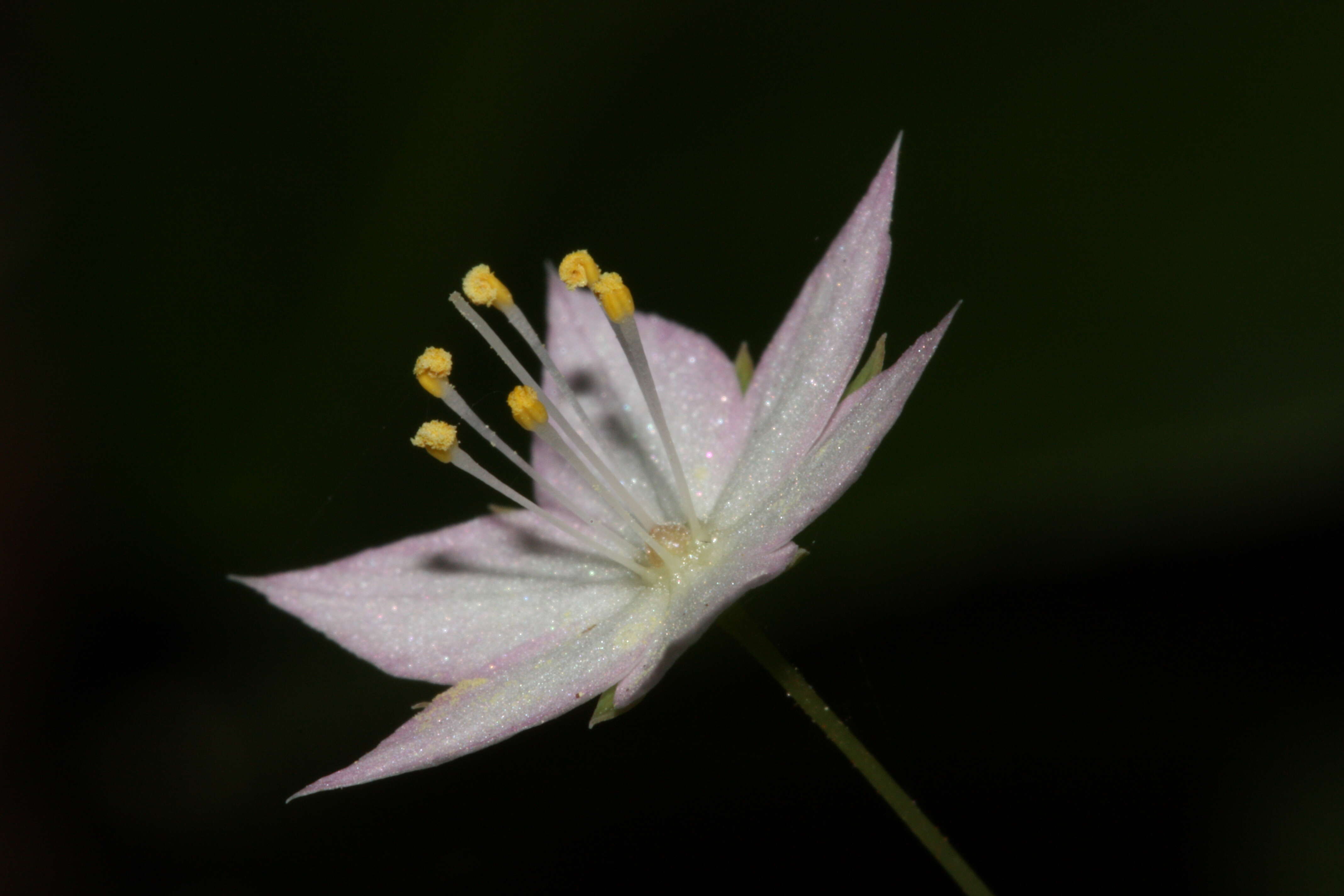 Image de Trientale boréale