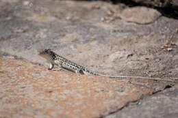 Image of Strauch's Racerunner