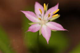 Image de Trientale boréale