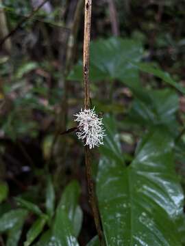 Image of Ophiocordyceps humbertii (C. P. Robin) G. H. Sung, J. M. Sung, Hywel-Jones & Spatafora 2007