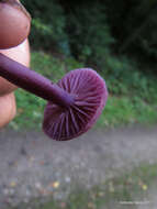 Image of Laccaria amethystina Cooke 1884