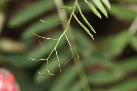 Image of black vetch