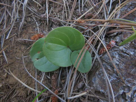 Image of Dioscorea humifusa Poepp.