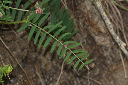 Vicia nigricans Hook. & Arn. resmi