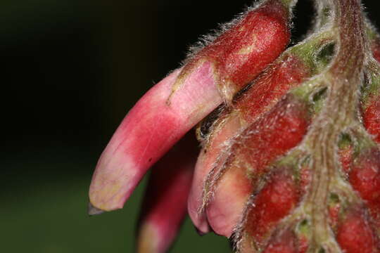 Image of black vetch