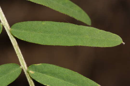 Image of black vetch