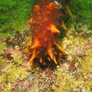 Image of California sea cucumber