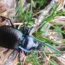 Carabus (Oreocarabus) guadarramus La Ferté-Sénectère 1847 resmi