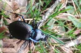 Carabus (Oreocarabus) guadarramus La Ferté-Sénectère 1847 resmi