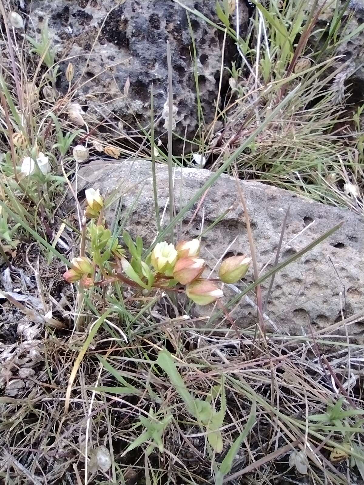 Image of woolly meadowfoam