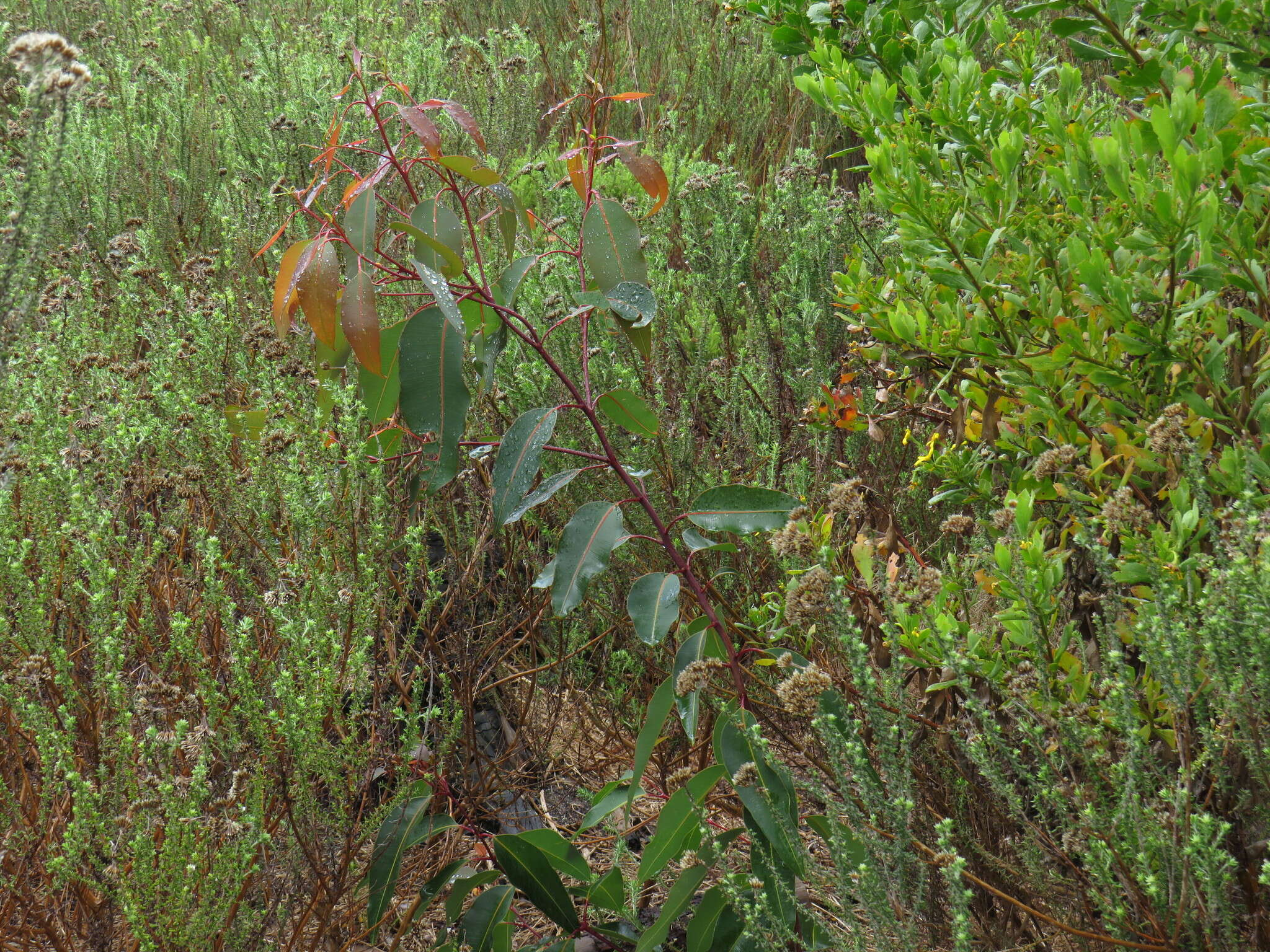 Imagem de Corymbia ficifolia (F. Müll.) K. D. Hill & L. A. S. Johnson