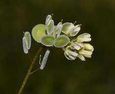 Image of Biscutella didyma L.