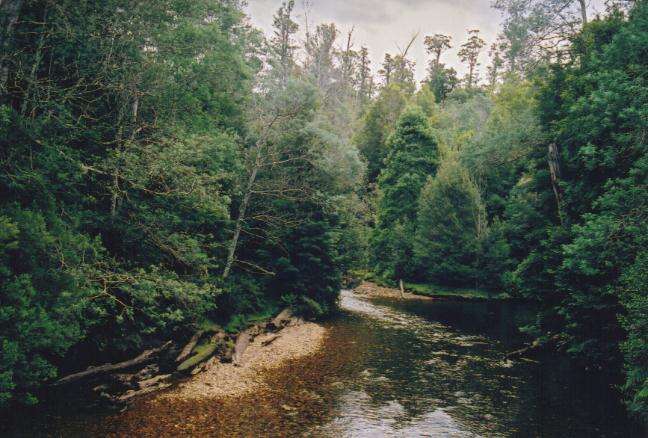 Image of Mountain ash