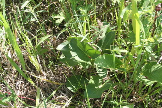 Image of Heart-leaved meadow parsnip