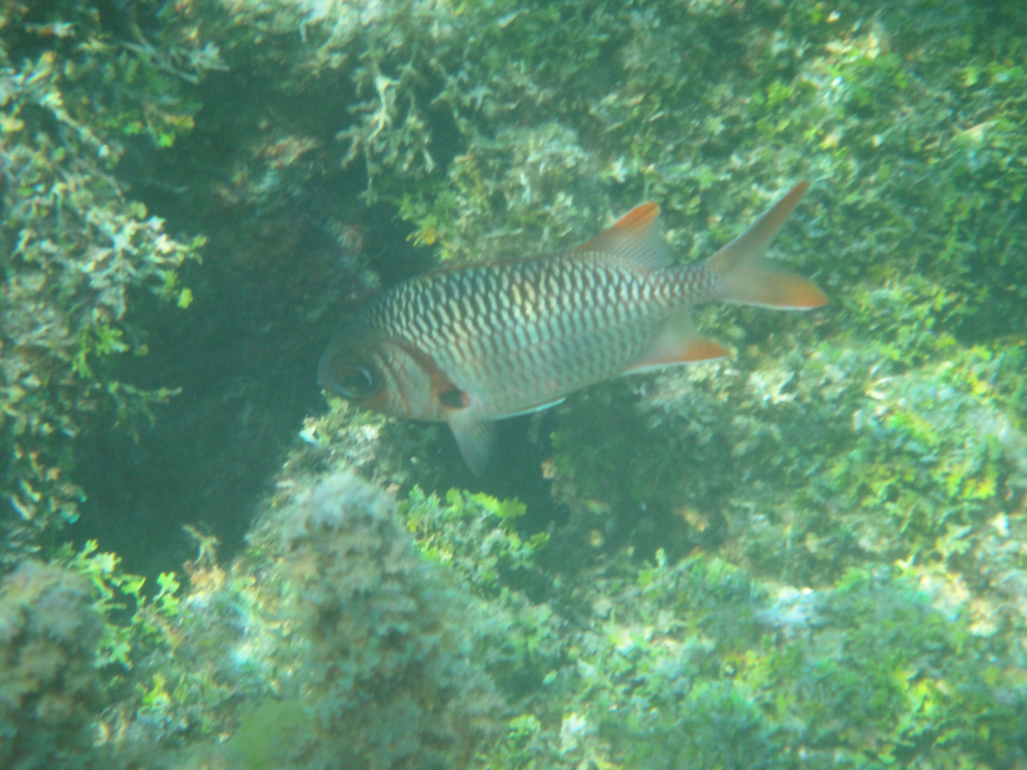 Image of Australian Squirrel-fish