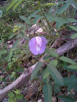 Image of spurred butterfly pea