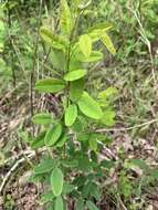 Image of violet lespedeza