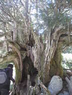 Image of English yew