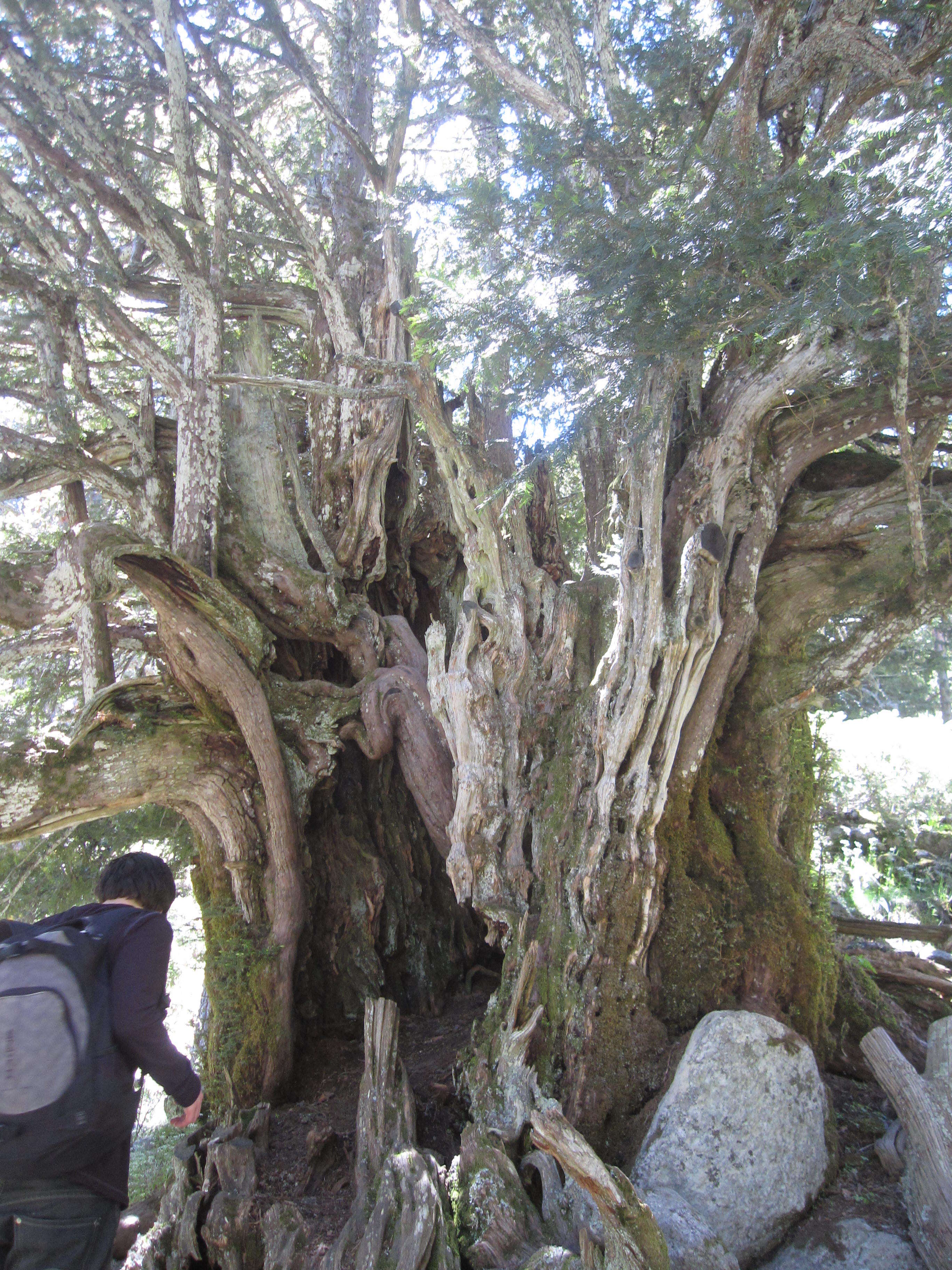 Image of English yew