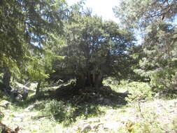 Image of English yew