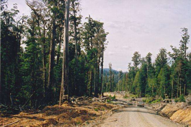 Image of Mountain ash