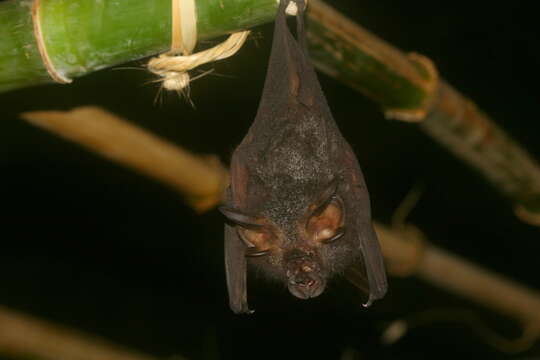 Image of Great Woolly Horsehoe Bat