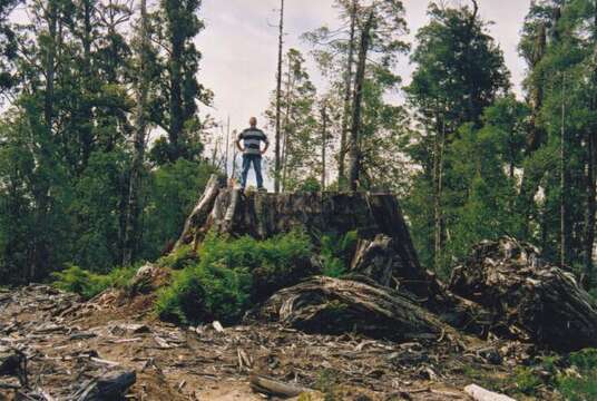 Image de Eucalyptus regnans F. Müll.